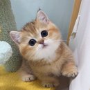 캣프렌즈 | 살아도 서울로 간 이유? 고양이 분양처, 왜 다들 ‘캣프렌즈’를 찾는지 알게 됐습니다 (실제 후기)”