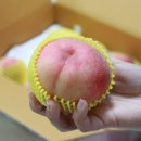 영덕 대경농원에서 상큼달달한 백도복숭아 택배 후기!