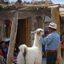 칵투스 아일랜드 이미지