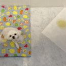 달고나 펫살롱 이미지