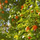 남원읍-44 이미지