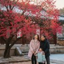 북한산 소나무의 짙은 솔향기를 맡으며 | 양산 통도사 자장매 개화 시기 및 우담바라 발견 위치 총정리