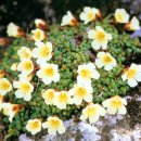 한라산천연보호구역 이미지