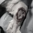 상암 진 동물의료센터 이미지