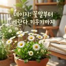 꽃피는 담석정 | 데이지꽃 꽃말과 피는 시기 베란다 키우는법 한번에 정리