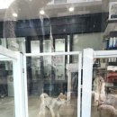 엔젤스 도그 이미지