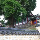 능주향교 은행나무 이미지