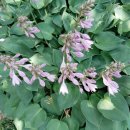 비비추공원 이미지