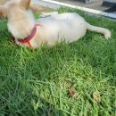 삼장면 다목적 캠핑장 이미지