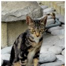 고양이세수 이미지