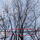 사상구청 주차장 안 | 부산 울산 경남 조경업체 두더지조경 사상구청 주차장 피해목 가지치기 작업