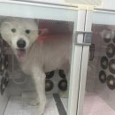 멍멍하개 이미지