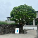 일품양평해장국교래점 이미지