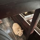 1급낙원정비센타 | 지상 낙원이지만 아쉬운 점도 있었다.. &#39;나트랑 더아남 리조트&#39; 2박 후기 (조식 / 수영장 / 배달)