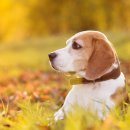 대신동물병원 이미지