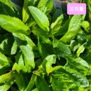 해찬솔농장 이미지