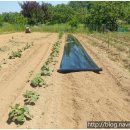 필돌농장 이미지