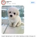 1718 | (1718) 일산 강아지 분양 후기 (feat.미니비숑분양 )