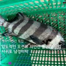 남경미락 | 제주 자연산 횟집 서귀포 남경미락 압도적인 오션뷰 돌돔의 위엄
