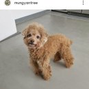 멍얀트리 이미지