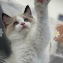 라온캣 대구고양이분양 낭만펫 강아지분양 대구점 | 라온캣 대구고양이분양, 낭만펫 강아지분양 대구점에서 사랑스러운 친구들을 만나보세요!