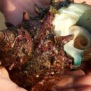 금능맛차롱 협동조합 이미지