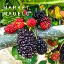 건강마을건강원 이미지