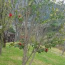 냉천근린공원 이미지