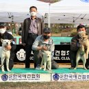 애견전람회 이미지