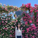 초코파이헤어 | 랜드, 몬치치, 이즈모 루쿠아, 오사카 3대 장어덮밥, 루쿠아 오사카 쇼핑, 지브리, 세븐일레븐 초코파이