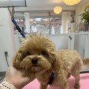 멍키매직 이미지