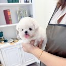 수아펫 이미지