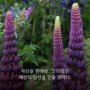 루피너스