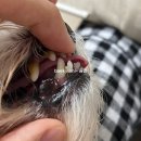 지동범 동물 안과 치과병원 | 12살 노견 강아지 스케일링, 발치 후기 (부산 지동범 동물병원 치과)