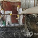 대민축산 이미지