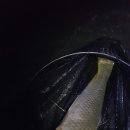 은행나무하우스낚시터 이미지