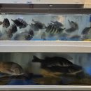 수암횟집 이미지