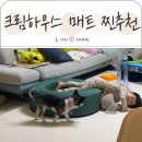 크림하우스 프리2 아기매트 추천하는 이유와 3개월 찐사용후기