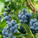 블루베리짐 이미지