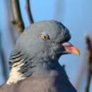 [LCR 리뷰] Eye of Pigeon - EAST (1R) 이미지