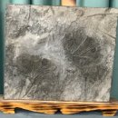 용진수련원 | 돈 안들이고 고질병 치료 - 오일풀링