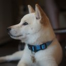 하얀강아지 이미지