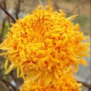 메리골드 이미지