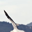 알바트로스 이미지