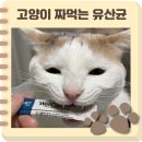 웰케어 동물병원 | 고양이유산균 추천 장이 예민한 고양이 위한 웰케어 데일리 유산균
