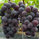 자옥농장 이미지