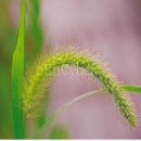 한국의 민간약초 6(강아지풀)