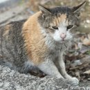 하군이네 동물병원 이미지