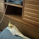 새대웅사약국 | 2025년 12월 -1