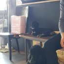 피터펫카페 이미지